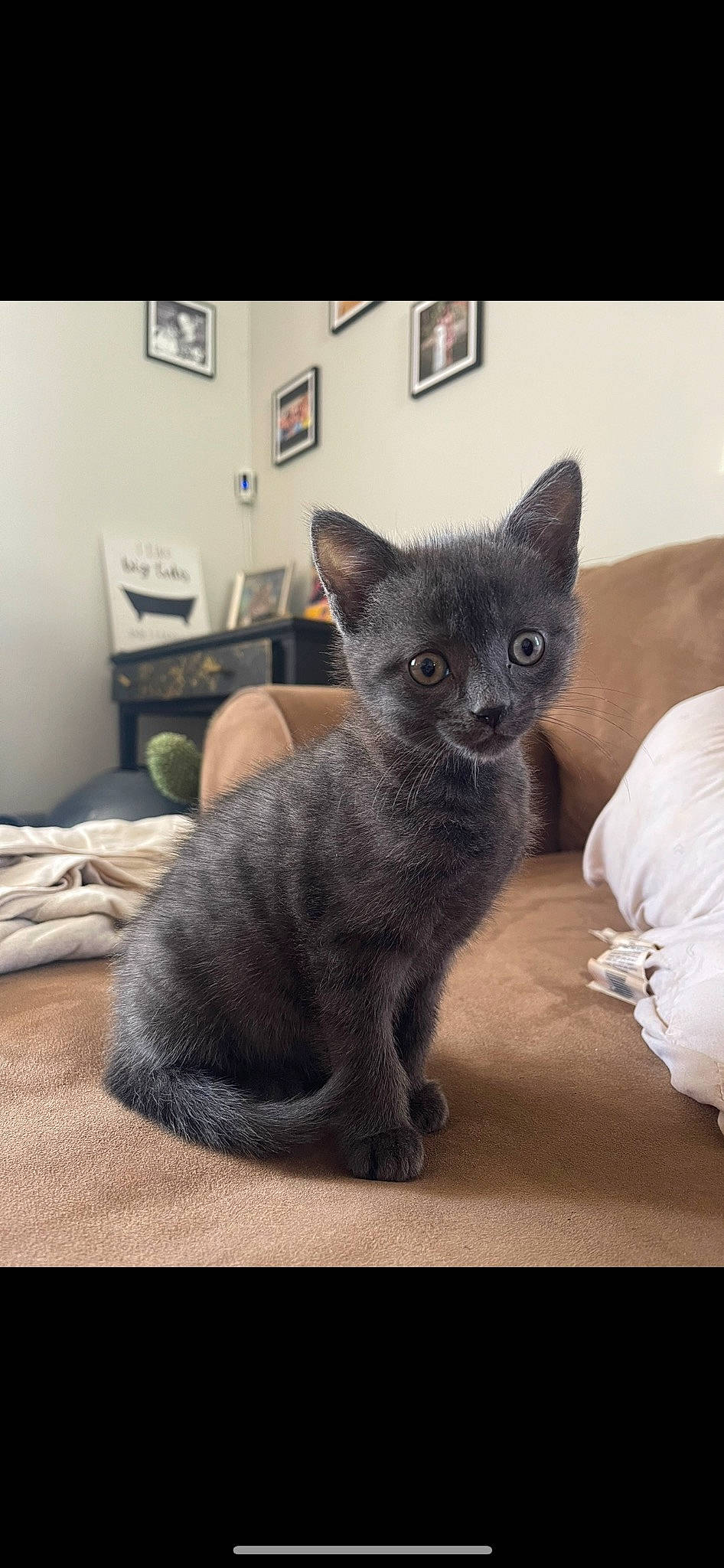 Fish is registered to the contest to win money with this photo: black_cat, bombay, carnivore, cat, cat_supply, chartreux, claw, comfort, domestic_short_haired_cat, felidae, fur, grey, korat, nap, paw, russian_blue, small_to_medium_sized_cats, tail, terrestrial_animal, whiskers