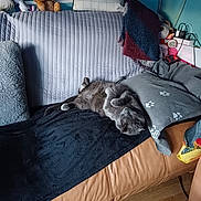 Kibo a rejoint le concours — aidez-le/la à gagner de superbes lots ! cat, couch, blanket, cushion, stuffed_toy, gray_cat, relaxed, indoor, home, furniture, wooden_floor, decor, pillow, plush_toy, resting, cozy, soft_texture, animal, pet, living_room