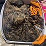 Jinks is registered to the contest to win money with this photo: cat, tabby, sleeping, curled_up, box, cardboard, orange_cloth, cozy, indoor, pet, feline, fur, resting, collar, soft_fabric, close_up, animal, cute, domestic, relaxed