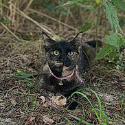 Jinks joined the competition — help win amazing prizes! cat, tortoiseshell, animal, outdoor, nature, greenery, collar, pet, feline, grass, earth, leaves, wildlife, cute, alert, laying, mammal, closeup, whiskers, ears