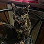 Jinks is registered to the contest to win money with this photo: cat, tortoiseshell, pet, animal, indoor, chair, furniture, tongue_out, close_up, blurred, collar, domestic_cat, cute, sitting, face, whiskers, ears, fur, home, kitchen