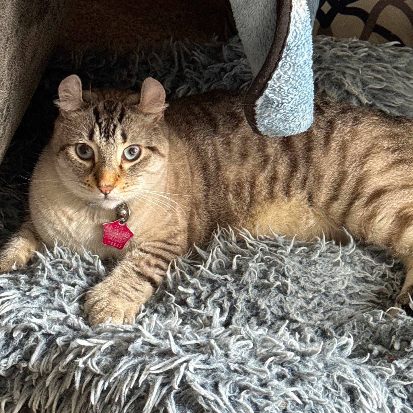 Khal Drogo is registered to the contest to win money with this photo: abyssinian, animal, bed, bedroom, blanket, bodypart, cat, couch, cushion, furniture, homedecor, indoors, kitten, linen, manx, mouth, person, pet, room, siamese
