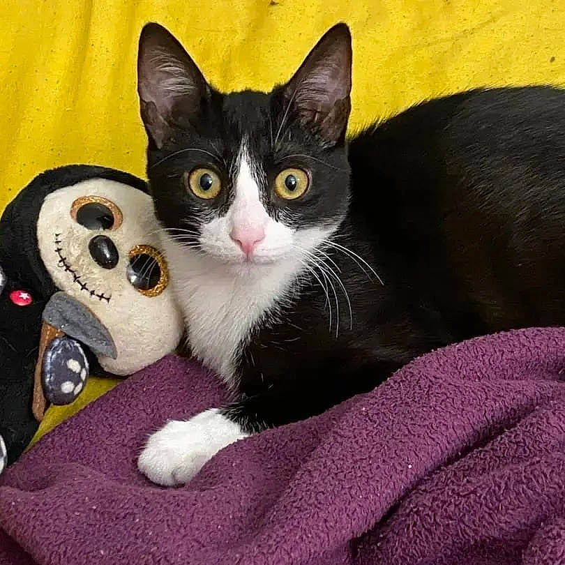 Zeus a rejoint le concours — aidez-le/la à gagner de superbes lots ! black_cat, carmine, carnivore, cat, claw, comfort, domestic_short_haired_cat, felidae, fur, grey, iris, magenta, paw, small_to_medium_sized_cats, snout, tail, whiskers, window