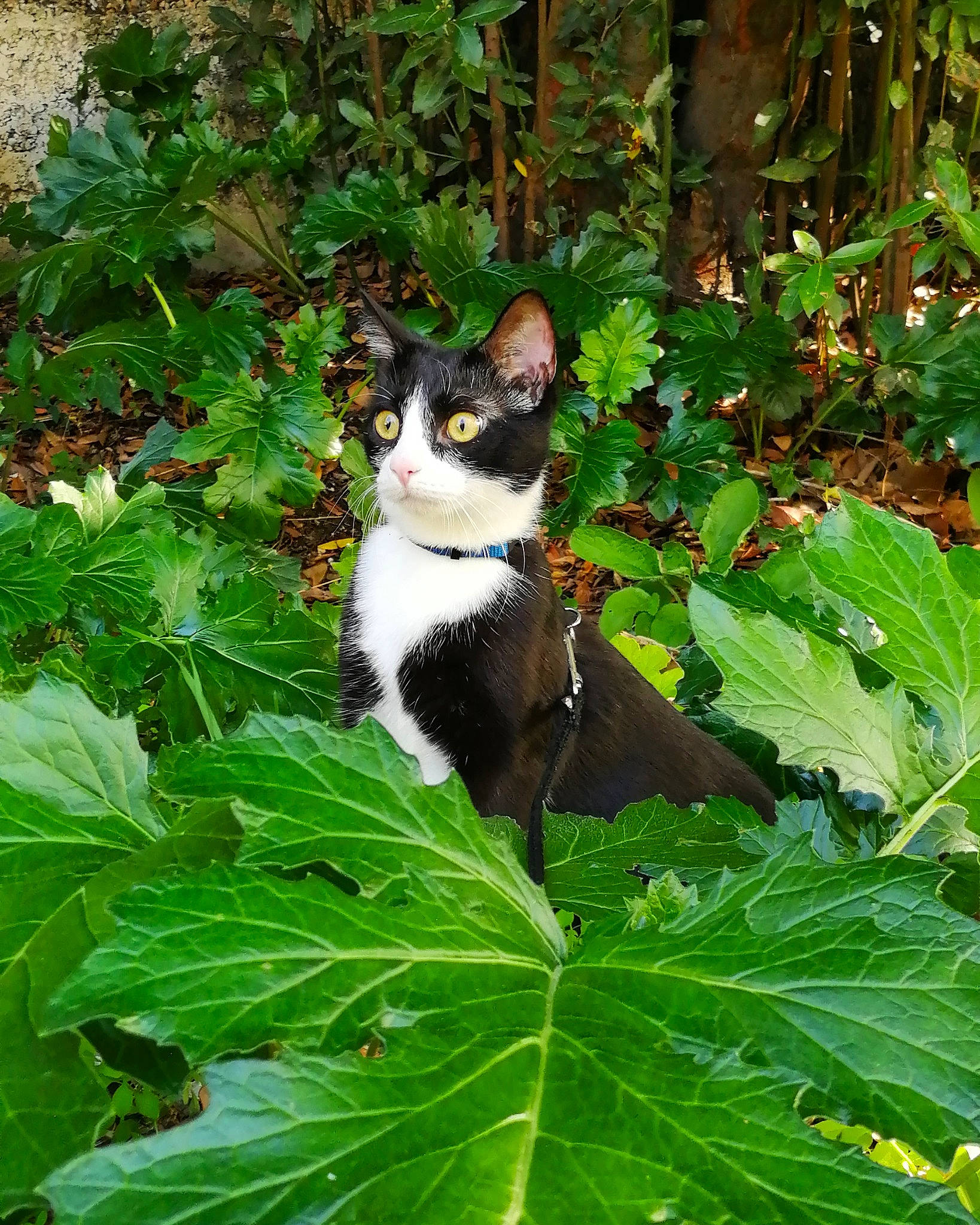 Zeus participe au concours pour gagner de l'argent avec cette photo : botany, carnivore, cat, domestic_short_haired_cat, felidae, flowering_plant, garden, grass, green, groundcover, herb, leaf, plant, shrub, small_to_medium_sized_cats, tail, terrestrial_animal, terrestrial_plant, tree, whiskers