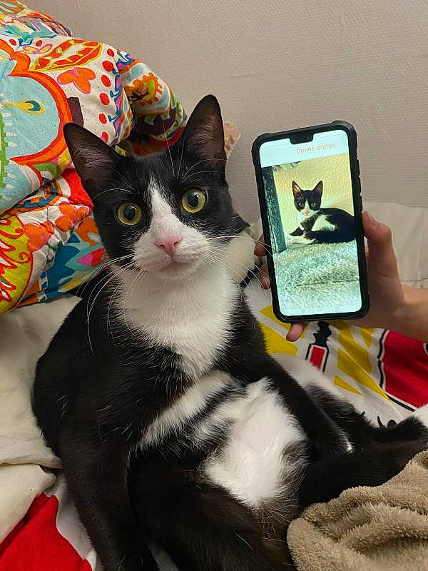 Zeus participe au concours pour gagner de l'argent avec cette photo : black_cat, box, carnivore, cat, comfort, domestic_short_haired_cat, felidae, formal_wear, fur, linens, mammal, paw, small_to_medium_sized_cats, tail, vertebrate, whiskers