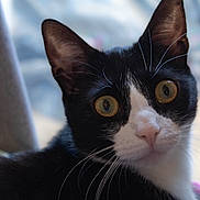 Zeus a rejoint le concours — aidez-le/la à gagner de superbes lots ! alert, animal, black_and_white, cat, close_up, curious, domestic_cat, ears, face, feline, fur, indoor, looking, nose, pet, portrait, soft_light, tuxedo_cat, whiskers, wide_eyes