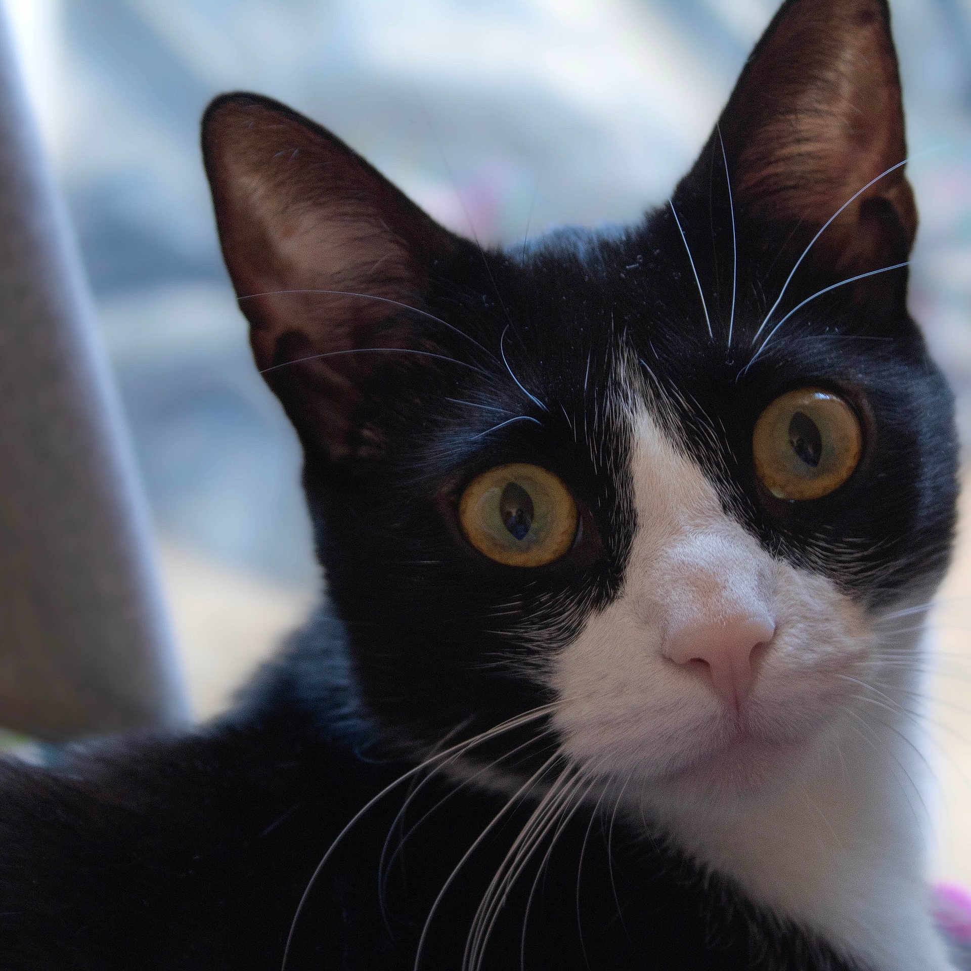 Zeus a rejoint le concours — aidez-le/la à gagner de superbes lots ! alert, animal, black_and_white, cat, close_up, curious, domestic_cat, ears, face, feline, fur, indoor, looking, nose, pet, portrait, soft_light, tuxedo_cat, whiskers, wide_eyes