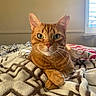 Miso joined the competition — help win amazing prizes! animal, bed, blanket, cat, comfort, cozy, cute, domestic, feline, fur, ginger_cat, green_eyes, indoor, natural_light, paws, pet, relaxed, resting, whiskers, window