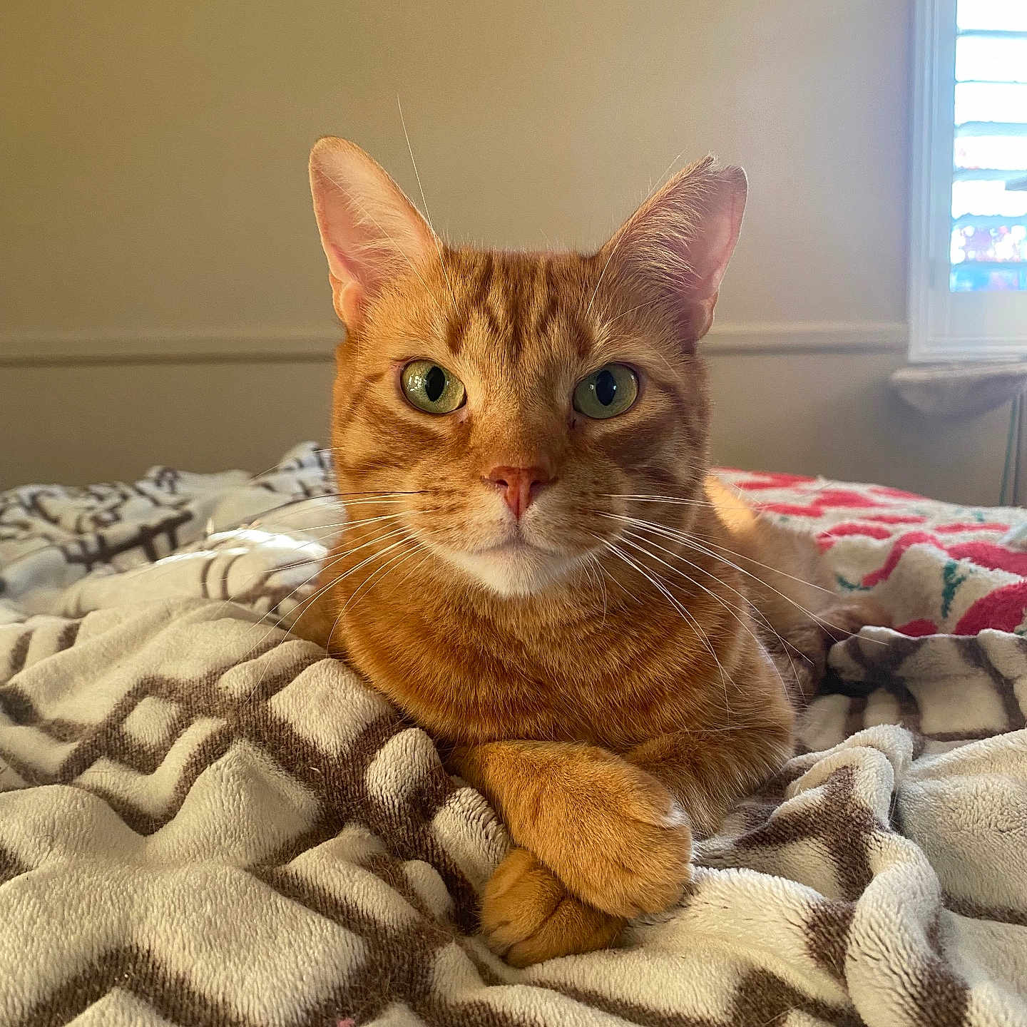 Miso