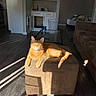 Miso is registered to the contest to win money with this photo: bed, cabinet, cat, cozy, floor, furniture, ginger_cat, glass_table, home, indoor, laundry_basket, living_room, ottoman, pet, relaxing, shadow, sofa, sunlight, window_light, wood_floor