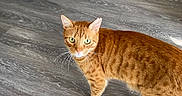 Miso joined the competition — help win amazing prizes! animal, cat, companion, curious, domestic_cat, ears, feline, flooring, fur, green_eyes, home, indoor, looking_up, mammal, orange_tabby, pet, standing, tail, whiskers, wooden_floor