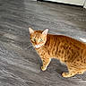 animal, cat, companion, curious, domestic_cat, ears, feline, flooring, fur, green_eyes, home, indoor, looking_up, mammal, orange_tabby, pet, standing, tail, whiskers, wooden_floor