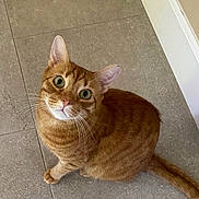 Miso joined the competition — help win amazing prizes! alone, animal, cat, curious, cute, domestic_cat, ears, feline, floor, green_eyes, household, indoor, looking_up, mammal, orange_tabby, pet, sitting, tail, tile_floor, whiskers