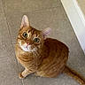 alone, animal, cat, curious, cute, domestic_cat, ears, feline, floor, green_eyes, household, indoor, looking_up, mammal, orange_tabby, pet, sitting, tail, tile_floor, whiskers