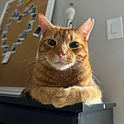 Miso joined the competition — help win amazing prizes! cat, orange_tabby, pet, feline, animal, indoor, furniture, corkboard, photographs, heart_shape, whiskers, curious, closeup, portrait, resting, black_furniture, domestic_cat, ears, eyes, soft_lighting