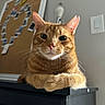 cat, orange_tabby, pet, feline, animal, indoor, furniture, corkboard, photographs, heart_shape, whiskers, curious, closeup, portrait, resting, black_furniture, domestic_cat, ears, eyes, soft_lighting