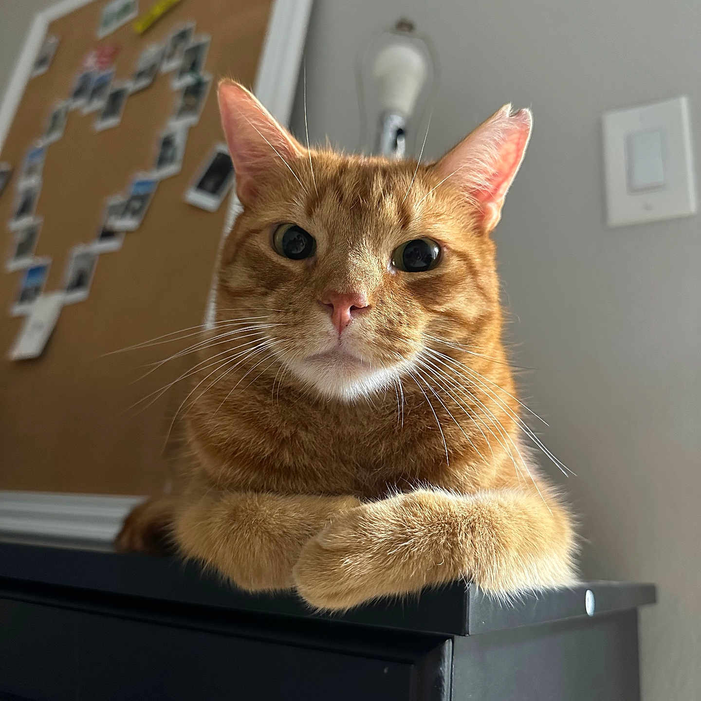 Miso joined the competition — help win amazing prizes! cat, orange_tabby, pet, feline, animal, indoor, furniture, corkboard, photographs, heart_shape, whiskers, curious, closeup, portrait, resting, black_furniture, domestic_cat, ears, eyes, soft_lighting