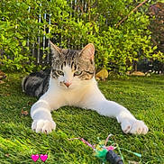 Atchoum participe au concours pour gagner de l'argent avec cette photo : cat, grass, greenery, garden, toy, playful, outdoor, sunlight, pet, animal, relaxed, nature, feline, paws, stretching, leaf, shrub, cute, adorable, pink_heart