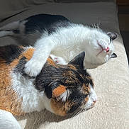 Bug is registered to the contest to win money with this photo: cat, calico_cat, white_cat, sleeping, cuddling, paw, fur, resting, indoor, sunlight, cozy, pet, animal, mammal, friendship, companion, relaxation, soft_surface, close_up, cute