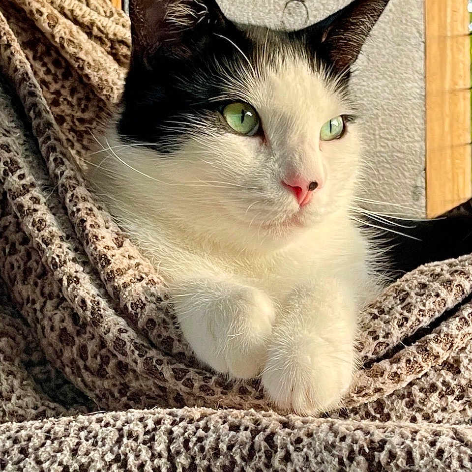 Bug joined the competition — help win amazing prizes! animal, black_and_white, blanket, cat, close_up, cozy, cute, fur, green_eyes, indoor, paws, pet, pink_nose, portrait, relaxed, resting, soft, texture, whiskers, window_light
