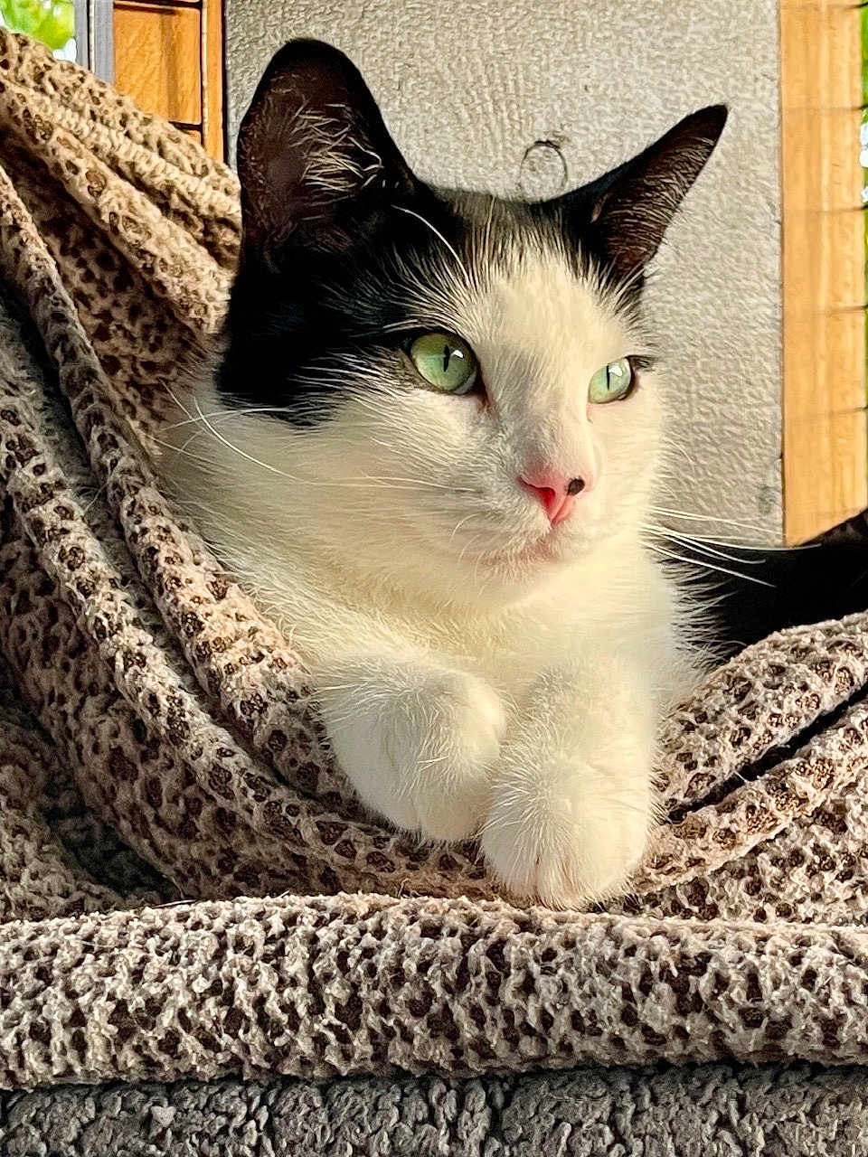 Bug joined the competition — help win amazing prizes! cat, black_and_white, green_eyes, blanket, texture, cozy, indoor, resting, fur, pet, animal, close_up, portrait, relaxed, cute, whiskers, paws, window_light, pink_nose, soft