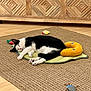 Bug is registered to the contest to win money with this photo: cat, sleeping, black_and_white, plush_toy, yellow_pillow, leaf_mat, rug, wooden_cabinet, floor, indoor, pet, cozy, resting, cute, animal, fur, whiskers, paw, toy_mouse, home