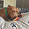 dog, brown_dog, pet, indoor, bed, bedding, paw_prints, rope_toy, chew_toy, collar, green_collar, lying_down, resting, alert, sad_expression, animal, home, bedroom, close_up, portrait
