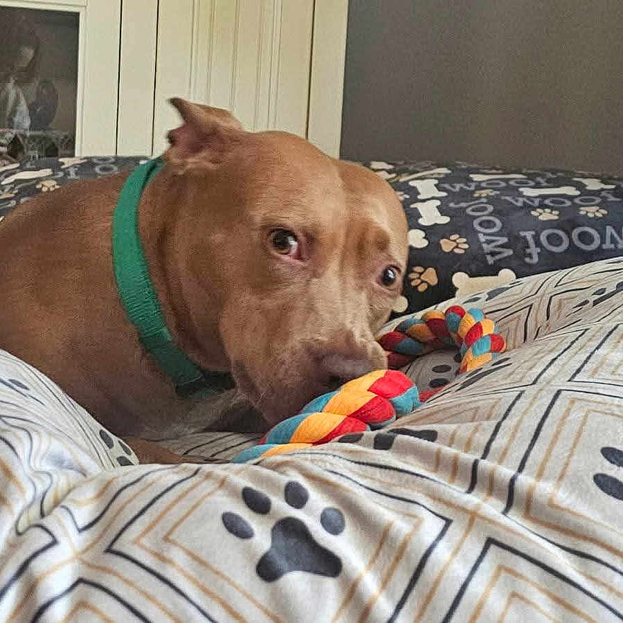 Bella joined the competition — help win amazing prizes! dog, brown_dog, pet, indoor, bed, bedding, paw_prints, rope_toy, chew_toy, collar, green_collar, lying_down, resting, alert, sad_expression, animal, home, bedroom, close_up, portrait