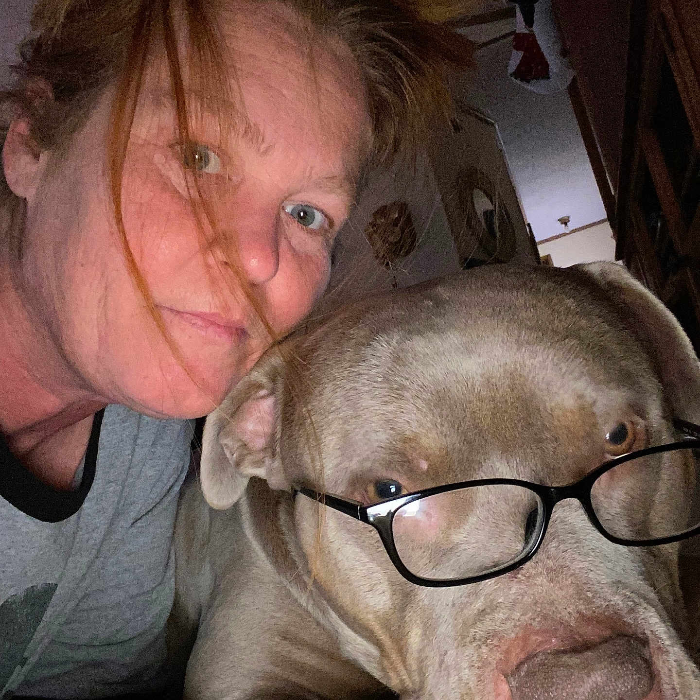 Brisket joined the competition — help win amazing prizes! accessories, adult, animal, bulldog, canine, dog, face, female, glasses, head, hound, indoors, lady, person, pet, photography, pitbull, portrait, puppy, woman