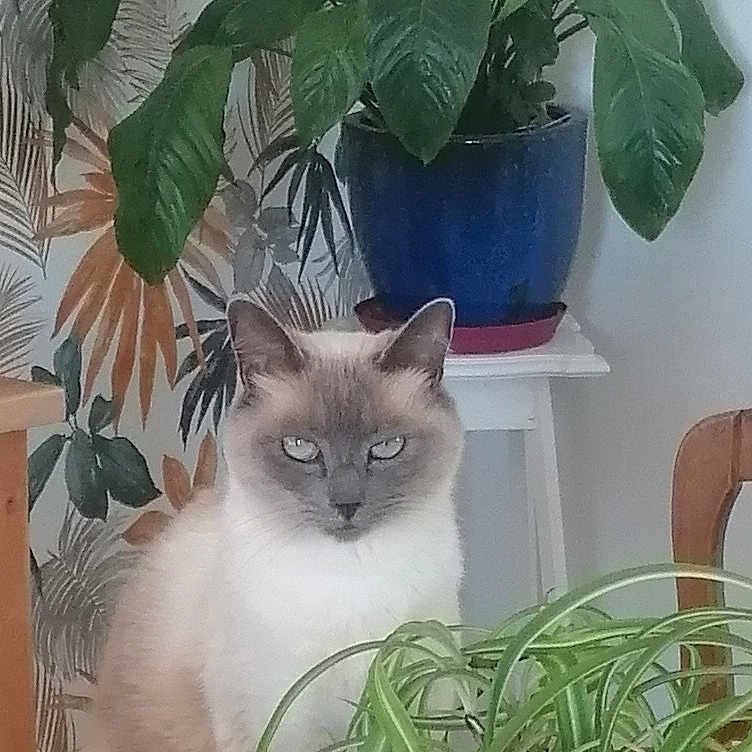 Mimine participe au concours pour gagner de l'argent avec cette photo : animal, calm, cat, chair, decor, eyes, fur, furniture, greenery, houseplant, indoor, leaf, pet, plant, pot, room, siamese_cat, sitting, wallpaper, whiskers