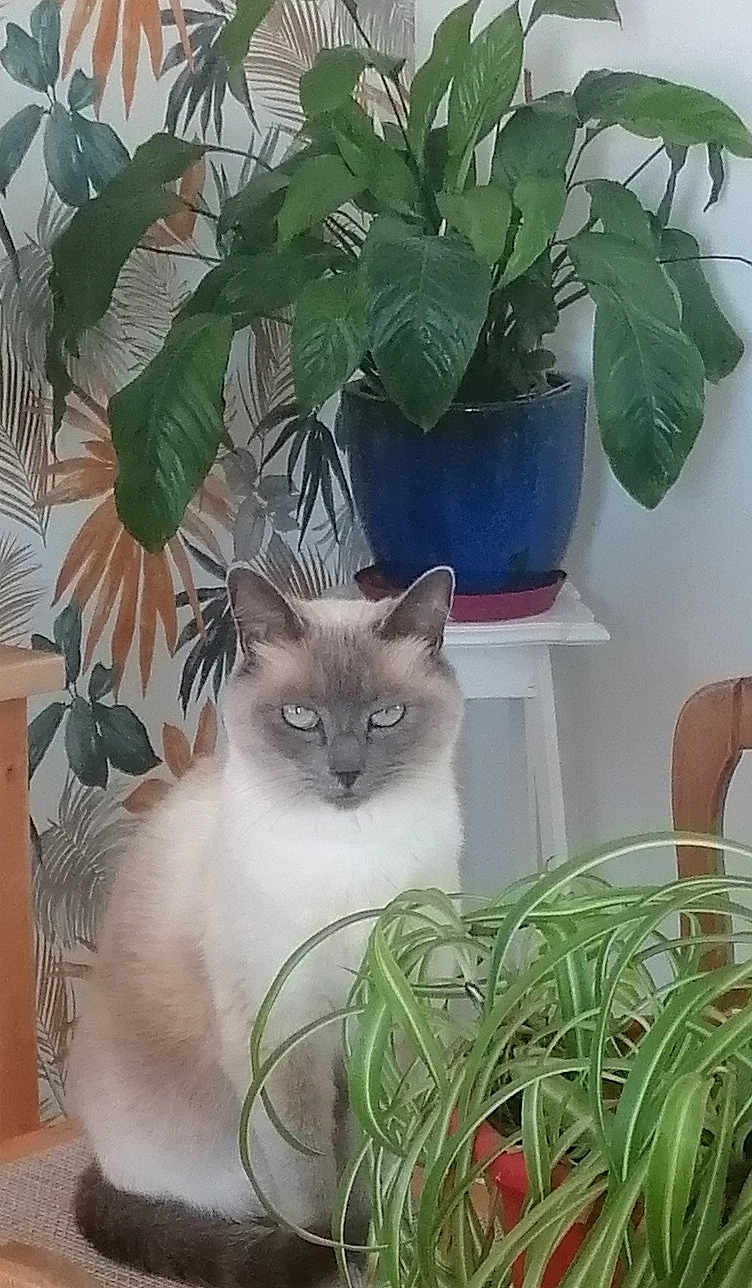 Mimine participe au concours pour gagner de l'argent avec cette photo : cat, siamese_cat, plant, houseplant, pot, chair, indoor, greenery, leaf, furniture, wallpaper, decor, pet, animal, sitting, calm, fur, eyes, whiskers, room
