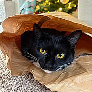 Nike is registered to the contest to win money with this photo: background_blur, black_cat, carpet, cat, christmas_tree, close_up, cozy, curious, decorations, feline, holiday_lights, home, indoor, paper_bag, pet, playing, relaxed, soft_lighting, whiskers, yellow_eyes