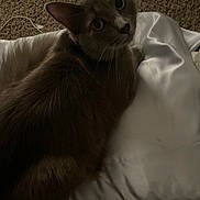 Spooky joined the competition — help win amazing prizes! cat, pet, animal, feline, indoor, pillow, carpet, curious, looking_up, fur, whiskers, ears, resting, cozy, domestic, close_up, mammal, quiet, soft, companion