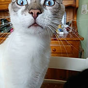 Afé participe au concours pour gagner de l'argent avec cette photo : animal, background, blue_eyes, cat, chair, close_up, curious, domestic_cat, face, focus, fur, household, indoor, mammal, nose, pet, portrait, table, whiskers, wooden_furniture