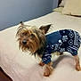 Sniffer is registered to the contest to win money with this photo: animal, bed, bedding, black, blue, brown, clothing, cozy, curious, cute, dog, fur, home, indoor, pet, small_dog, standing, sweater, wooden_bed_frame, yorkshire_terrier