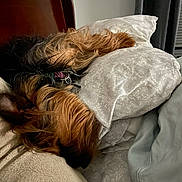 Sniffer joined the competition — help win amazing prizes! bed, black, blanket, brown, collar, comfort, cozy, dog, fur, furniture, home, indoor, pet, pillow, relaxation, resting, sleep, sleeping, snuggle, soft