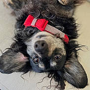 Lily is registered to the contest to win money with this photo: dog, pet, collar, red_bow, fur, black_fur, gray_fur, ears, nose, eyes, upside_down, cute, playful, relaxed, closeup, animal, domestic_animal, lying_down, indoor, portrait