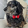 Lily joined the competition — help win amazing prizes! dog, curly_fur, red_bow_tie, pet, portrait, indoors, couch, pillow, close_up, side_view, relaxed, fur, animal, domestic_animal, companion, cute, furry, sitting, decor, cozy