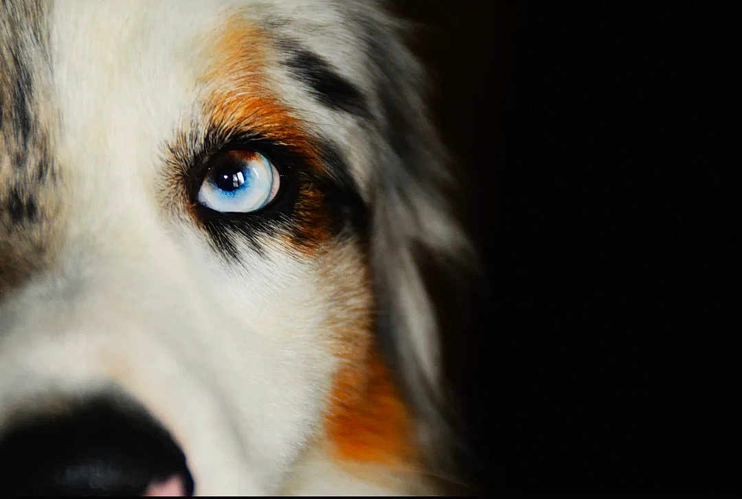 Vasko participe au concours pour gagner de l'argent avec cette photo : dog, close_up, blue_eye, fur, portrait, animal, pet, black_background, white_fur, orange_fur, face, eye, canine, muzzle, whiskers, focused, macro, domestic_animal, expression, wildlife