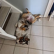 Vasko participe au concours pour gagner de l'argent avec cette photo : dog, lying_down, tile_floor, stairs, indoor, relaxed, fluffy, pet, animal, fur, ears, paw, home, resting, canine, companion, domestic, cute, sleepy, cozy
