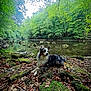 Vasko a rejoint le concours — aidez-le/la à gagner de superbes lots ! dog, wet_dog, forest, river, rocks, moss, leaves, nature, outdoor, trees, water, canine, relaxed, animal, greenery, landscape, scenic, wildlife, peaceful, woodland