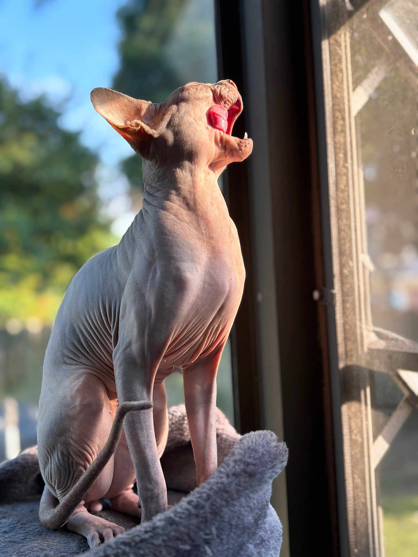 Dexter is registered to the contest to win money with this photo: hairless_cat, sphinx_cat, cat, pet, indoor, window, sunlight, yawning, pink_skin, wrinkles, tail, bed, cozy, feline, animal, domestic_animal, natural_light, blurred_background, close_up, portrait