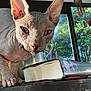 Dexter joined the competition — help win amazing prizes! animal, book, cat, close_up, curious, decor, ears, feline, greenery, hairless_cat, home, indoor, natural_light, pet, plant, reading, sphynx_cat, table, window, wrinkles