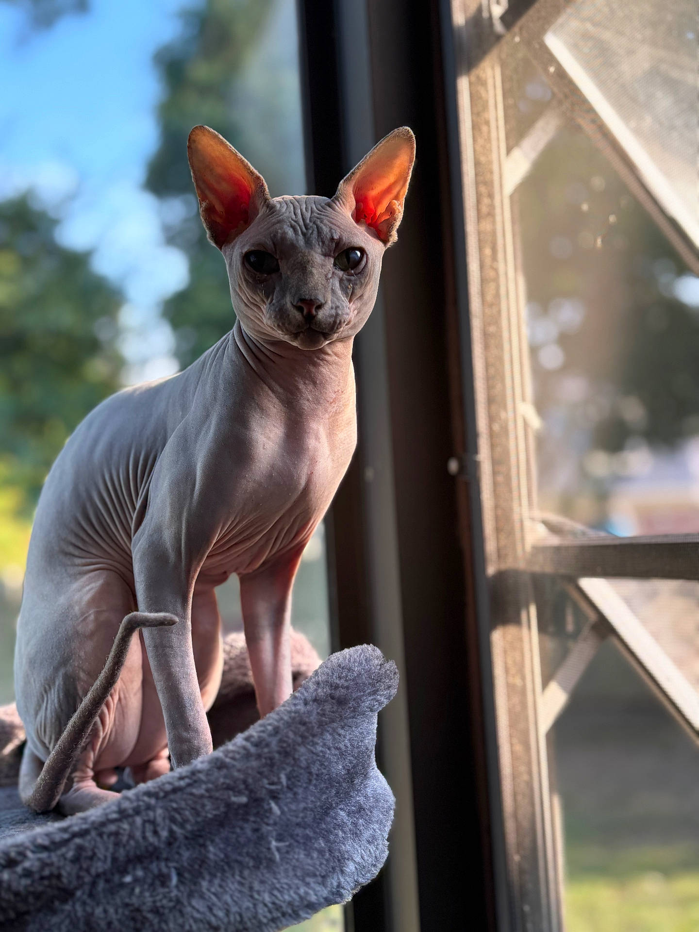 Dexter joined the competition — help win amazing prizes! animal, blurred_background, cat, cat_tree, cozy, domestic, ears, furless, gray, indoor, looking, mammal, natural_light, perched, pet, side_view, sphynx_cat, sunlight, window, wrinkles
