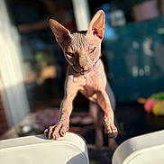Dexter is registered to the contest to win money with this photo: animal, cat, chair, close_up, collar, curious, domestic_cat, feline, focused, furniture, hairless, indoor, indoor_lighting, looking, paws, pet, portrait, sphynx_cat, sunlight, wrinkled_skin