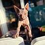 animal, cat, chair, close_up, collar, curious, domestic_cat, feline, focused, furniture, hairless, indoor, indoor_lighting, looking, paws, pet, portrait, sphynx_cat, sunlight, wrinkled_skin