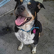 Diddle is registered to the contest to win money with this photo: