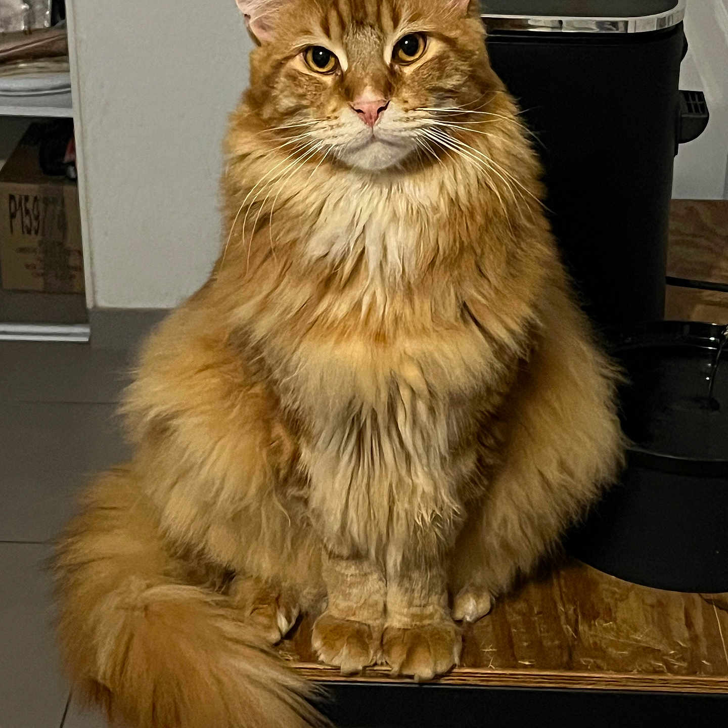 Simba participe au concours pour gagner de l'argent avec cette photo : abyssinian, angora, animal, cat, closet, computer, cupboard, desk, drawer, electronics, furniture, hardwood, laptop, manx, pc, pet, plywood, shelf, table, wood