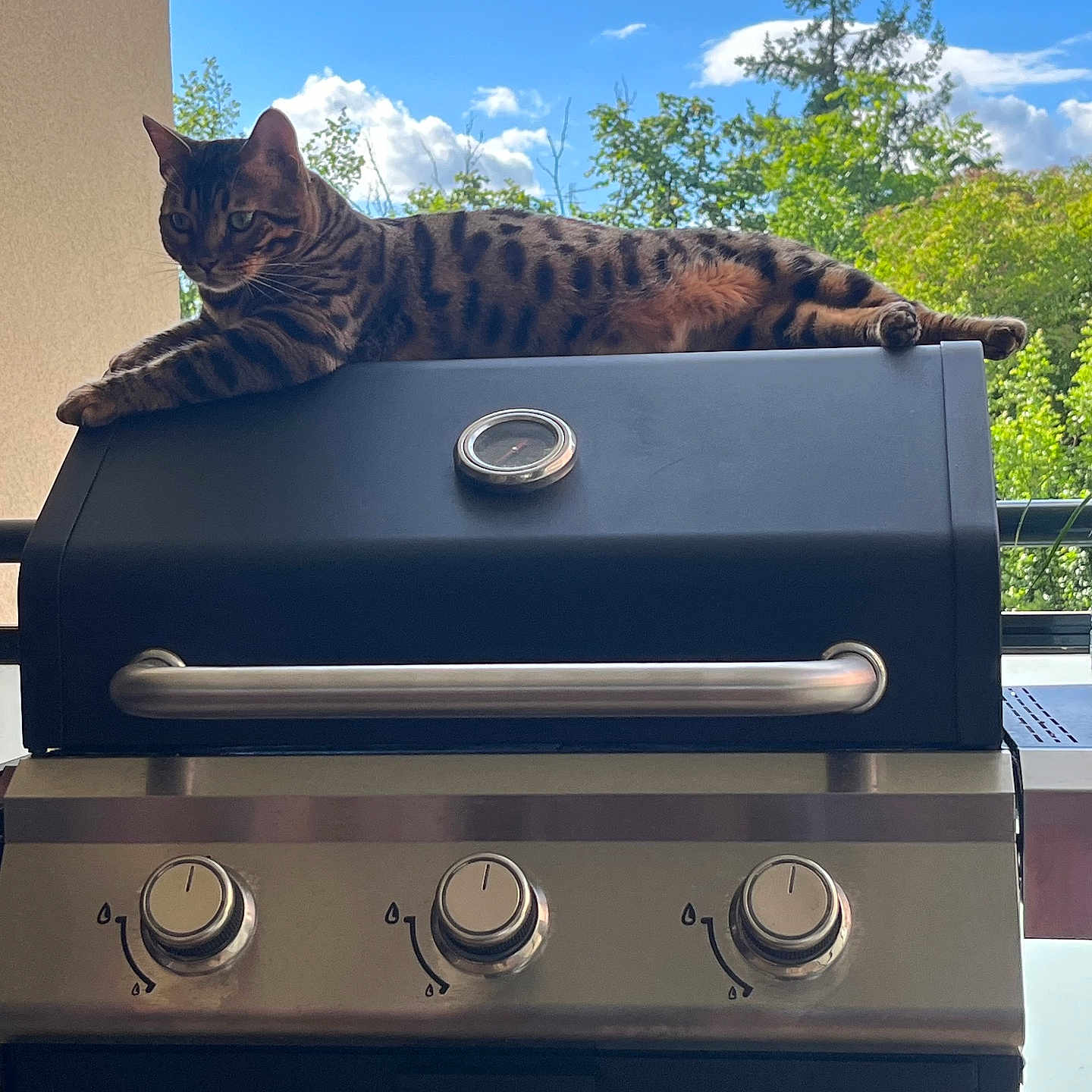 Rocky