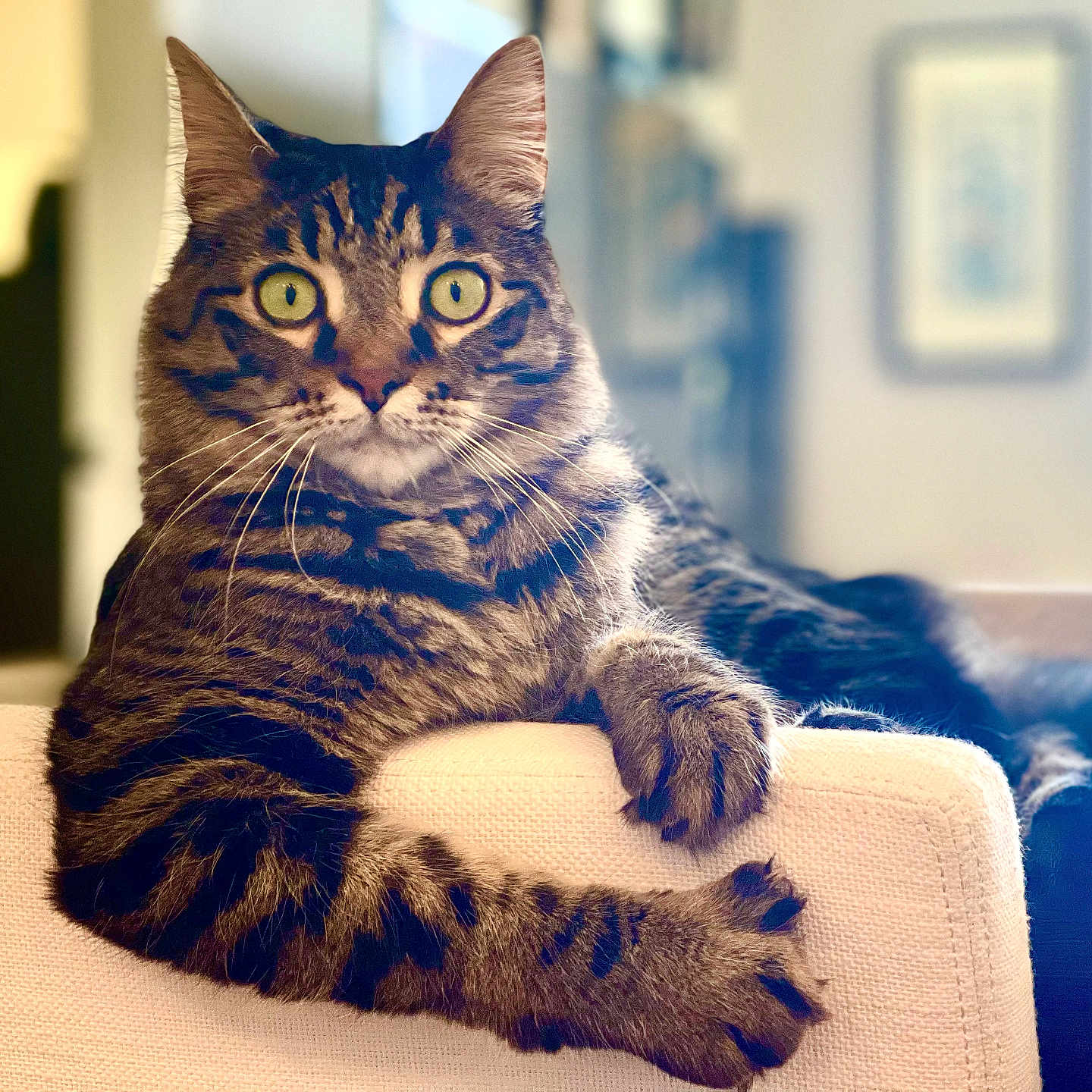 Oliver is registered to the contest to win money with this photo: animal, blurred_background, cat, closeup, couch, curious, domestic_cat, feline, furniture, household, indoor, mammal, paws, pet, portrait, relaxed, striped_fur, tabby_cat, whiskers, yellow_eyes